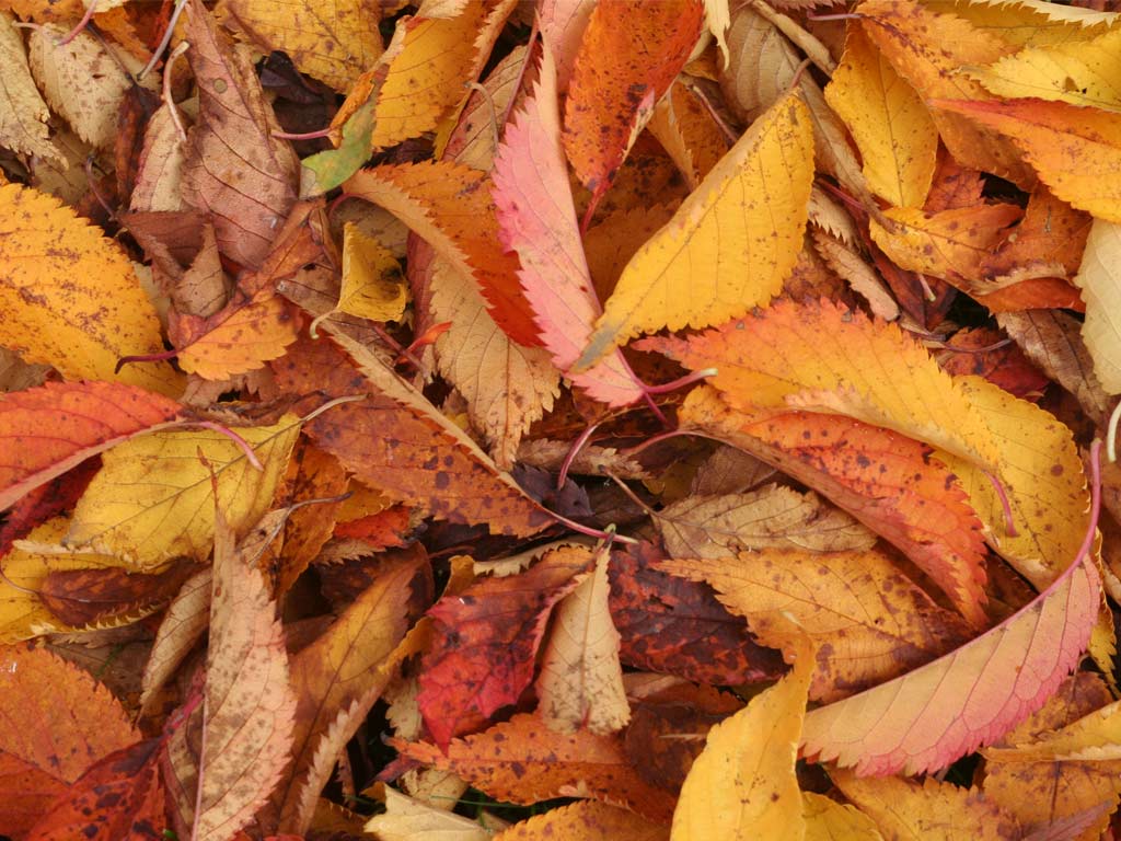 ©_by_R_Neil_Marshman_http://commons.wikimedia.org/wiki/File:Autumnnleaves.JPG